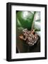 Hyperolius Argus (Argus Reed Frog)-Paul Starosta-Framed Photographic Print