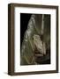 Hyperolius Marmoratus (Marbled Reed Frog, Painted Reed Frog); Multicolored-Paul Starosta-Framed Photographic Print