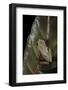 Hyperolius Marmoratus (Marbled Reed Frog, Painted Reed Frog); Multicolored-Paul Starosta-Framed Photographic Print