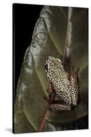 Hyperolius Marmoratus (Marbled Reed Frog, Painted Reed Frog); Multicolored-Paul Starosta-Stretched Canvas