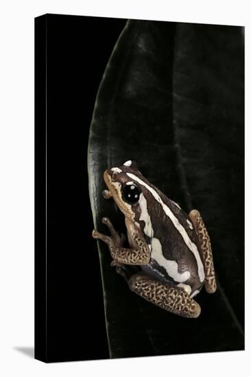 Hyperolius Marmoratus (Marbled Reed Frog, Painted Reed Frog)-Paul Starosta-Stretched Canvas