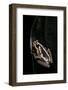 Hyperolius Marmoratus (Marbled Reed Frog, Painted Reed Frog)-Paul Starosta-Framed Photographic Print