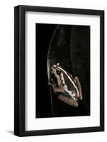 Hyperolius Marmoratus (Marbled Reed Frog, Painted Reed Frog)-Paul Starosta-Framed Photographic Print