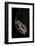 Hyperolius Marmoratus (Marbled Reed Frog, Painted Reed Frog)-Paul Starosta-Framed Photographic Print