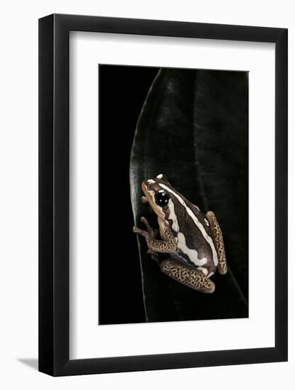 Hyperolius Marmoratus (Marbled Reed Frog, Painted Reed Frog)-Paul Starosta-Framed Photographic Print