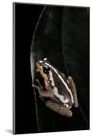 Hyperolius Marmoratus (Marbled Reed Frog, Painted Reed Frog)-Paul Starosta-Mounted Photographic Print