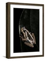 Hyperolius Marmoratus (Marbled Reed Frog, Painted Reed Frog)-Paul Starosta-Framed Photographic Print