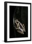 Hyperolius Marmoratus (Marbled Reed Frog, Painted Reed Frog)-Paul Starosta-Framed Photographic Print