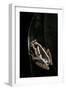 Hyperolius Marmoratus (Marbled Reed Frog, Painted Reed Frog)-Paul Starosta-Framed Photographic Print