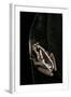 Hyperolius Marmoratus (Marbled Reed Frog, Painted Reed Frog)-Paul Starosta-Framed Photographic Print