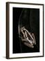 Hyperolius Marmoratus (Marbled Reed Frog, Painted Reed Frog)-Paul Starosta-Framed Photographic Print