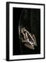 Hyperolius Marmoratus (Marbled Reed Frog, Painted Reed Frog)-Paul Starosta-Framed Photographic Print