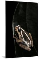 Hyperolius Marmoratus (Marbled Reed Frog, Painted Reed Frog)-Paul Starosta-Mounted Photographic Print