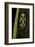 Hyperolius Marmoratus (Marbled Reed Frog, Painted Reed Frog)-Paul Starosta-Framed Photographic Print