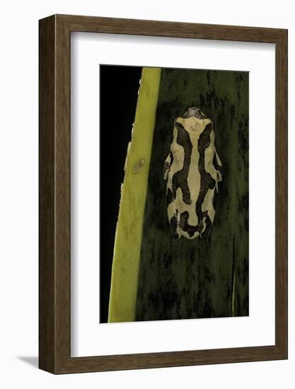 Hyperolius Marmoratus (Marbled Reed Frog, Painted Reed Frog)-Paul Starosta-Framed Photographic Print