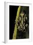 Hyperolius Marmoratus (Marbled Reed Frog, Painted Reed Frog)-Paul Starosta-Framed Photographic Print