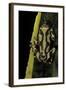 Hyperolius Marmoratus (Marbled Reed Frog, Painted Reed Frog)-Paul Starosta-Framed Photographic Print