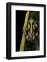 Hyperolius Marmoratus (Marbled Reed Frog, Painted Reed Frog)-Paul Starosta-Framed Photographic Print