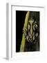 Hyperolius Marmoratus (Marbled Reed Frog, Painted Reed Frog)-Paul Starosta-Framed Photographic Print