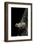 Hyperolius Marmoratus (Marbled Reed Frog, Painted Reed Frog)-Paul Starosta-Framed Photographic Print