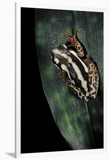 Hyperolius Marmoratus Parallelus (Marbled Reed Frog, Painted Reed Frog)-Paul Starosta-Framed Premium Photographic Print