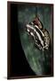 Hyperolius Marmoratus Parallelus (Marbled Reed Frog, Painted Reed Frog)-Paul Starosta-Framed Premium Photographic Print