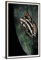 Hyperolius Marmoratus Parallelus (Marbled Reed Frog, Painted Reed Frog)-Paul Starosta-Framed Premium Photographic Print