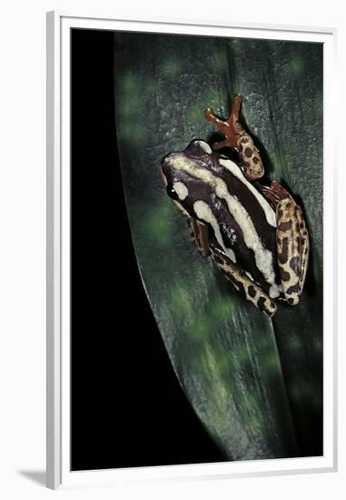 Hyperolius Marmoratus Parallelus (Marbled Reed Frog, Painted Reed Frog)-Paul Starosta-Framed Premium Photographic Print