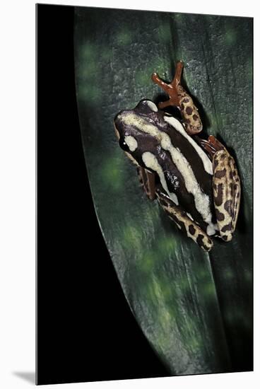 Hyperolius Marmoratus Parallelus (Marbled Reed Frog, Painted Reed Frog)-Paul Starosta-Mounted Premium Photographic Print