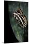 Hyperolius Marmoratus Parallelus (Marbled Reed Frog, Painted Reed Frog)-Paul Starosta-Mounted Premium Photographic Print