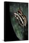 Hyperolius Marmoratus Parallelus (Marbled Reed Frog, Painted Reed Frog)-Paul Starosta-Framed Stretched Canvas