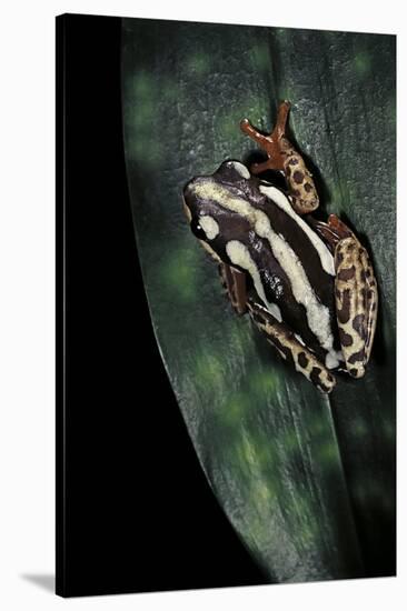 Hyperolius Marmoratus Parallelus (Marbled Reed Frog, Painted Reed Frog)-Paul Starosta-Stretched Canvas