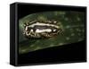 Hyperolius Marmoratus Parallelus (Marbled Reed Frog, Painted Reed Frog)-Paul Starosta-Framed Stretched Canvas