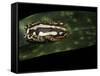 Hyperolius Marmoratus Parallelus (Marbled Reed Frog, Painted Reed Frog)-Paul Starosta-Framed Stretched Canvas