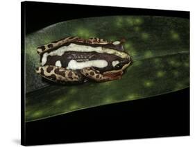 Hyperolius Marmoratus Parallelus (Marbled Reed Frog, Painted Reed Frog)-Paul Starosta-Stretched Canvas