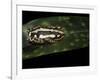 Hyperolius Marmoratus Parallelus (Marbled Reed Frog, Painted Reed Frog)-Paul Starosta-Framed Photographic Print