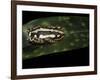 Hyperolius Marmoratus Parallelus (Marbled Reed Frog, Painted Reed Frog)-Paul Starosta-Framed Photographic Print