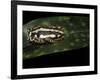 Hyperolius Marmoratus Parallelus (Marbled Reed Frog, Painted Reed Frog)-Paul Starosta-Framed Photographic Print