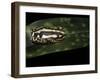 Hyperolius Marmoratus Parallelus (Marbled Reed Frog, Painted Reed Frog)-Paul Starosta-Framed Photographic Print