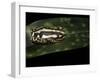 Hyperolius Marmoratus Parallelus (Marbled Reed Frog, Painted Reed Frog)-Paul Starosta-Framed Photographic Print