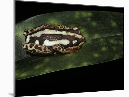 Hyperolius Marmoratus Parallelus (Marbled Reed Frog, Painted Reed Frog)-Paul Starosta-Mounted Photographic Print