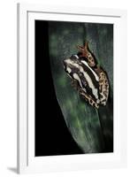 Hyperolius Marmoratus Parallelus (Marbled Reed Frog, Painted Reed Frog)-Paul Starosta-Framed Photographic Print