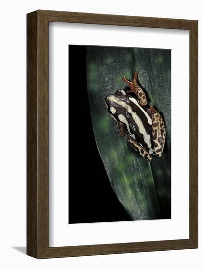 Hyperolius Marmoratus Parallelus (Marbled Reed Frog, Painted Reed Frog)-Paul Starosta-Framed Photographic Print