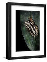 Hyperolius Marmoratus Parallelus (Marbled Reed Frog, Painted Reed Frog)-Paul Starosta-Framed Photographic Print