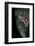 Hyperolius Marmoratus Parallelus (Marbled Reed Frog, Painted Reed Frog)-Paul Starosta-Framed Photographic Print