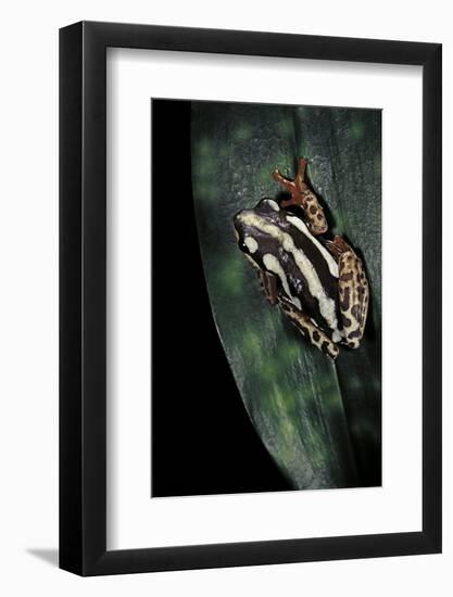 Hyperolius Marmoratus Parallelus (Marbled Reed Frog, Painted Reed Frog)-Paul Starosta-Framed Photographic Print