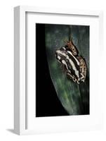 Hyperolius Marmoratus Parallelus (Marbled Reed Frog, Painted Reed Frog)-Paul Starosta-Framed Photographic Print