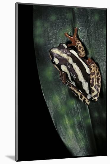 Hyperolius Marmoratus Parallelus (Marbled Reed Frog, Painted Reed Frog)-Paul Starosta-Mounted Photographic Print