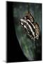 Hyperolius Marmoratus Parallelus (Marbled Reed Frog, Painted Reed Frog)-Paul Starosta-Mounted Photographic Print