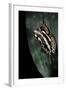 Hyperolius Marmoratus Parallelus (Marbled Reed Frog, Painted Reed Frog)-Paul Starosta-Framed Photographic Print